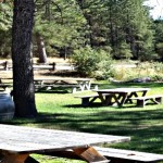 picnic tables in wooded glen, green grass